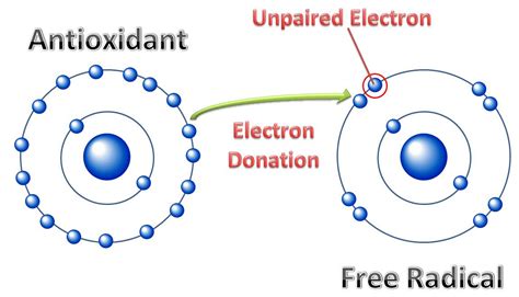 Chemical Characterization and Antioxidant Activity of。